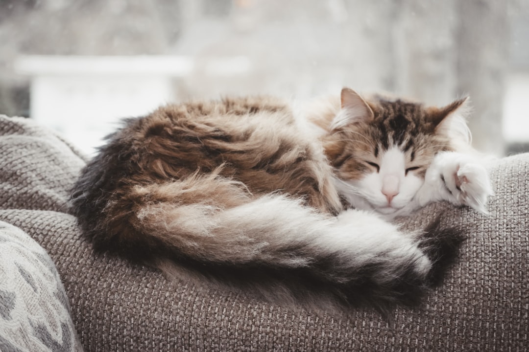 Ältere Katze ruht entspannt zu Hause