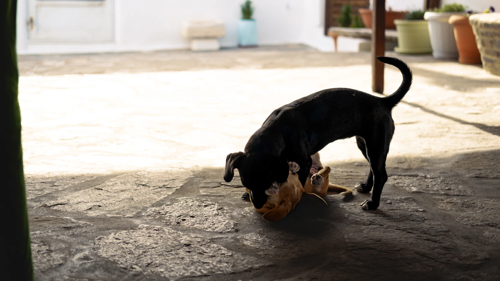 Hund als Symbol für BARF und Rohfütterung