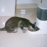 Katze beim Fressen – Rohfütterung BARF