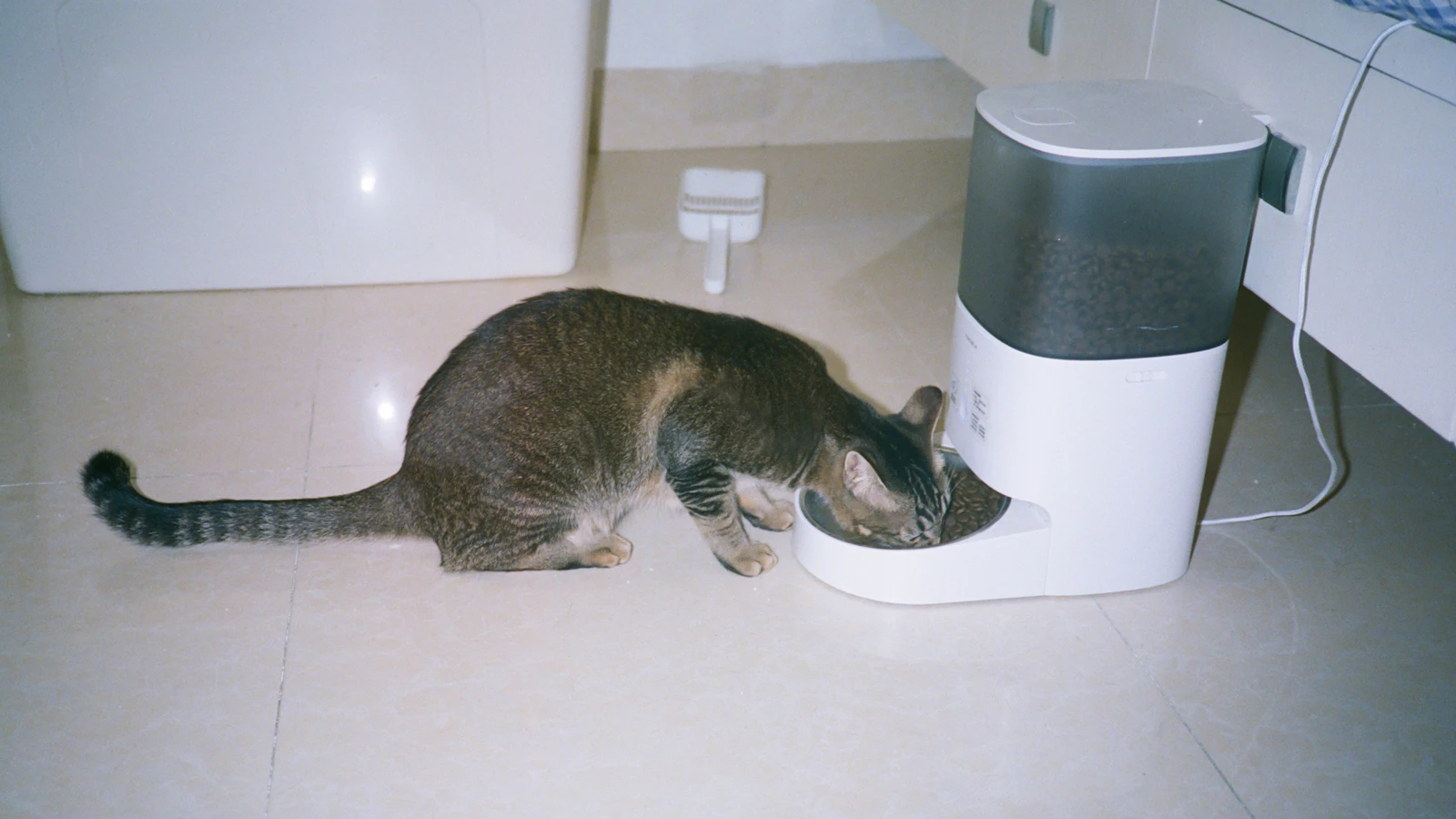 Katze beim Fressen – Rohfütterung BARF