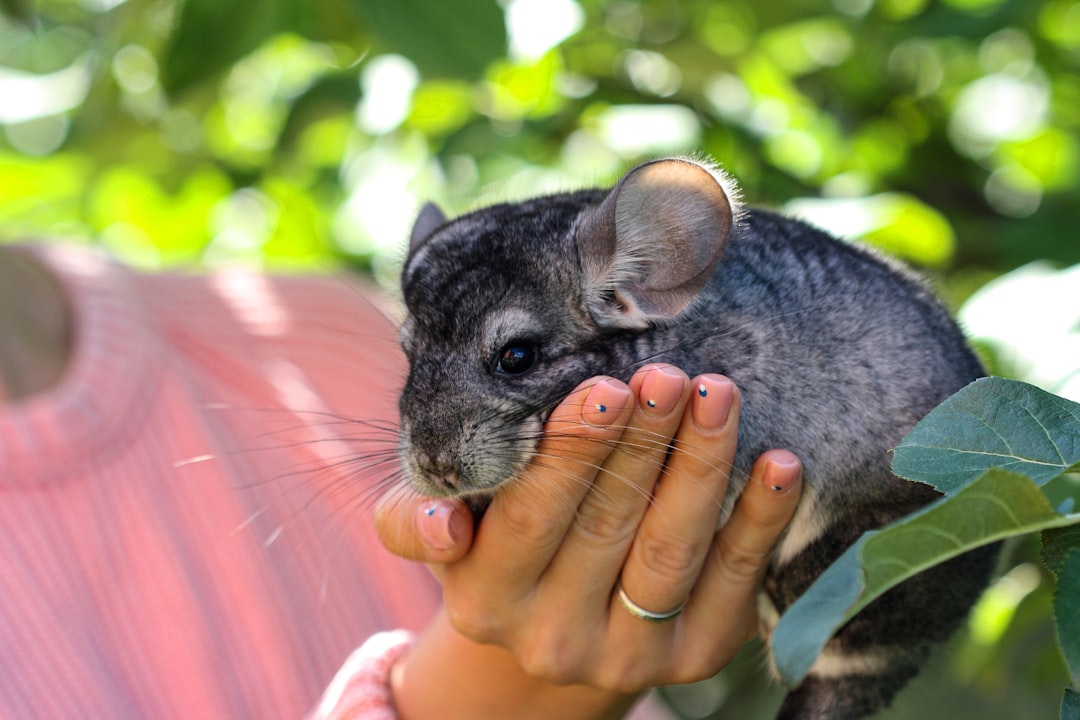 Chinchilla als Haustier bei artgerechter Ernährung
