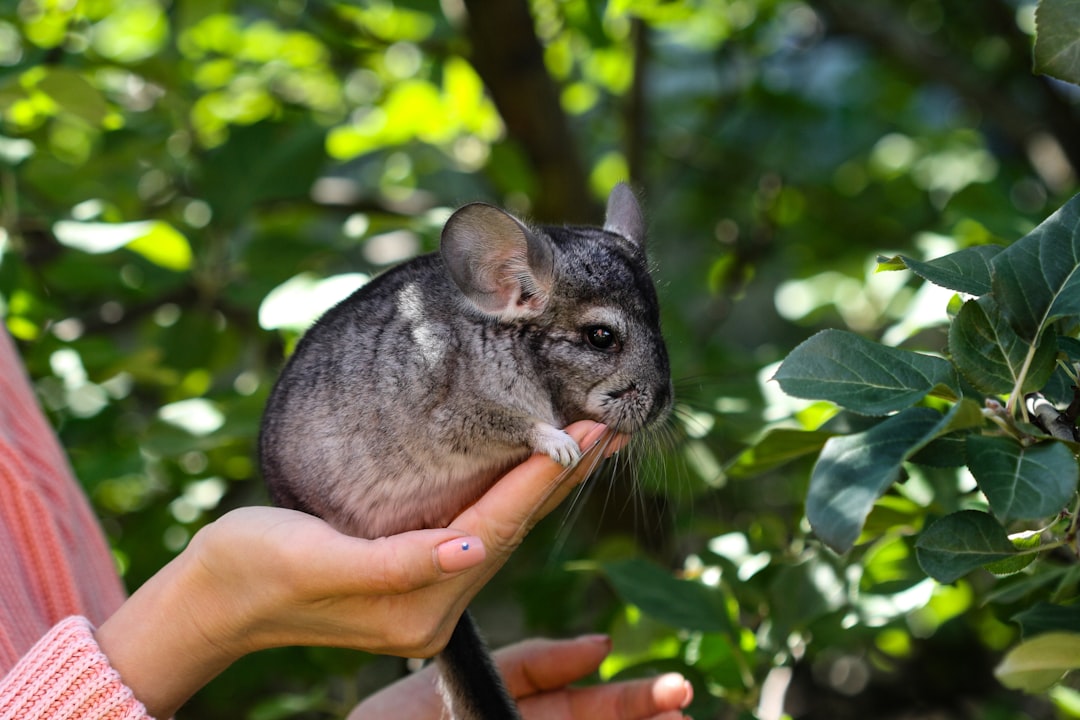 Chinchilla bei der Fütterung mit Heu
