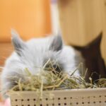 Chinchilla – Ratgeber zu Chinchillafutter und Ernährung