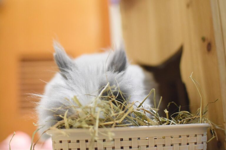 Chinchilla – Ratgeber zu Chinchillafutter und Ernährung