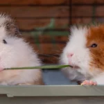 Kleinnager – artgerechte Fütterung von Degus