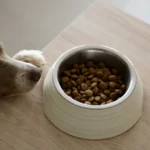 Hund am Futternapf – tägliche Futtermenge richtig bestimmen