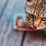 Katze am Futternapf – Futterumstellung