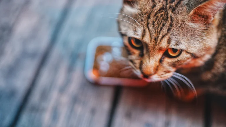 Katze am Futternapf – Futterumstellung
