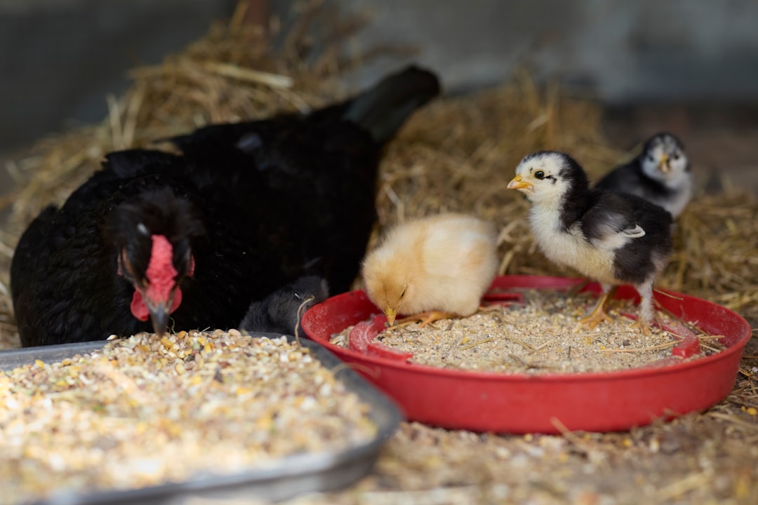 Glucke mit Küken beim Fressen