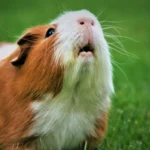 Kleinnager – artgerechtes Hamsterfutter