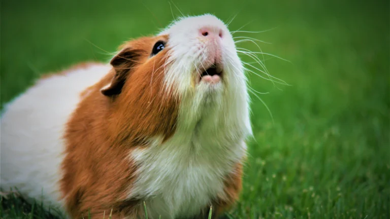 Kleinnager – artgerechtes Hamsterfutter