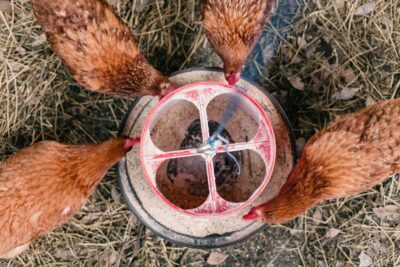 Mehrere Hühner fressen gemeinsam aus einer Futterschale