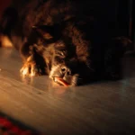 Hund – Anzahl der täglichen Mahlzeiten richtig planen