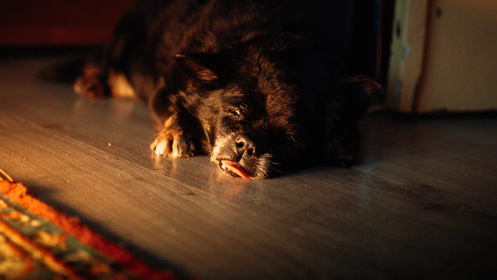 Hund bei einer geregelten Mahlzeit