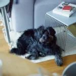 Hund – schnelles Fressen und Schlingen vermeiden
