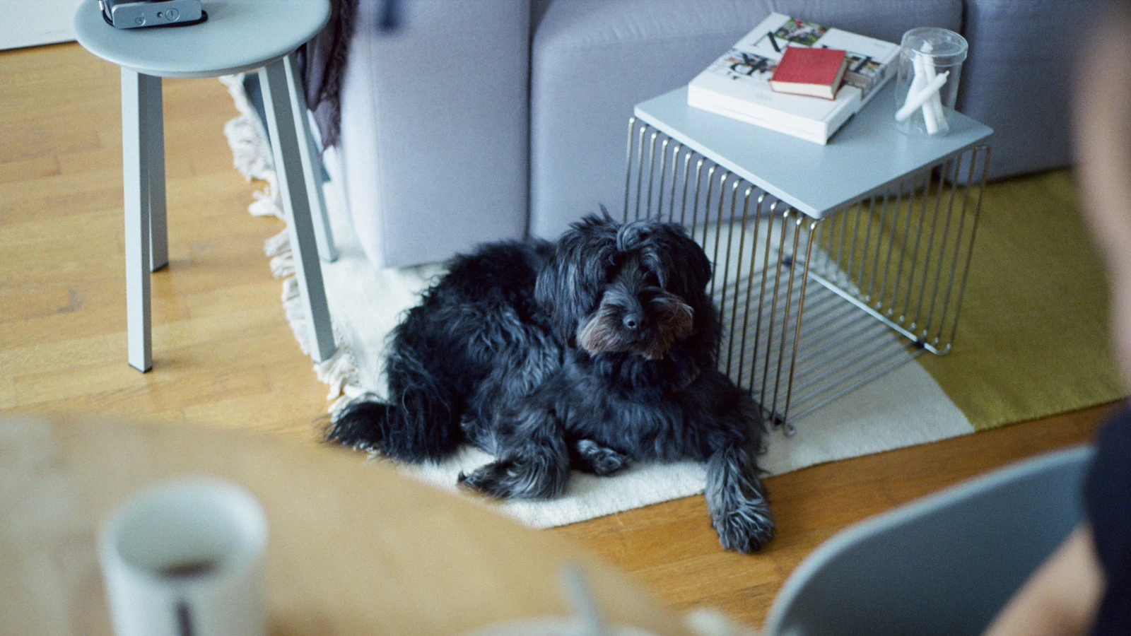 Hund beim Fressen als Thema Schlingen