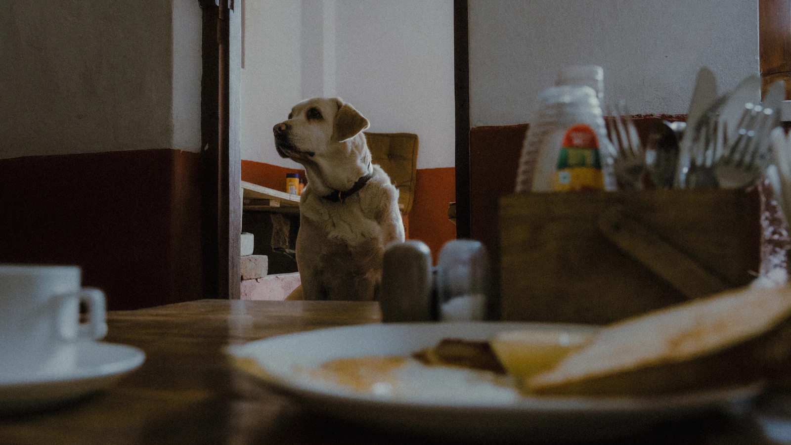 Hund als Thema Fleischanteil im Hundefutter