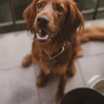 Hund – Hundefutter schrittweise umstellen