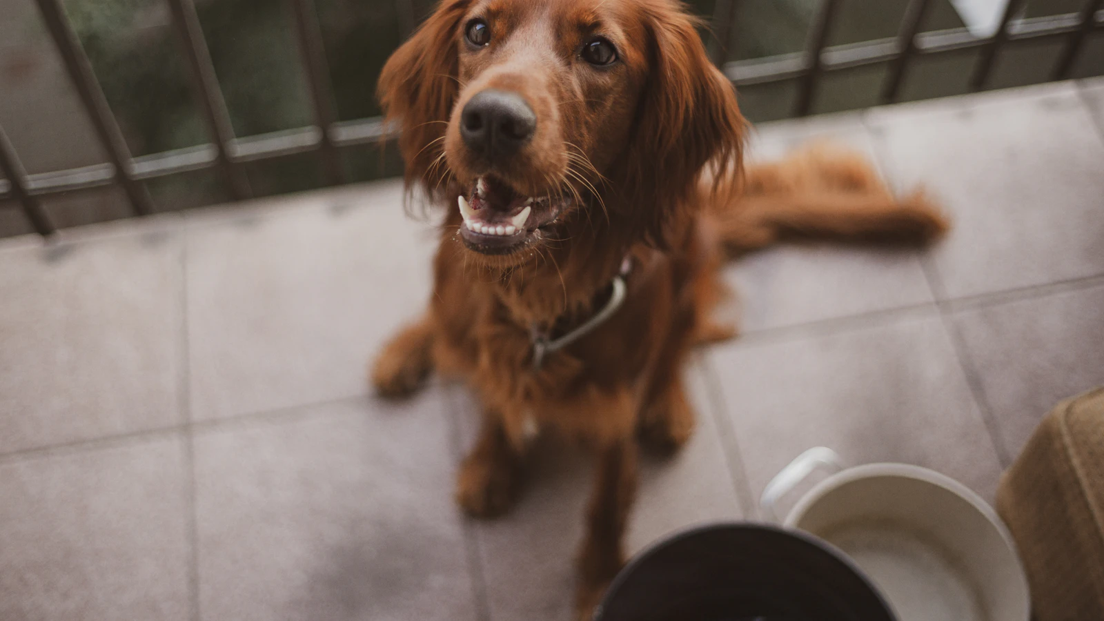 Hund bei einer kontrollierten Futterumstellung