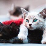 Junge Katzen beim Spielen während der Wachstumsphase