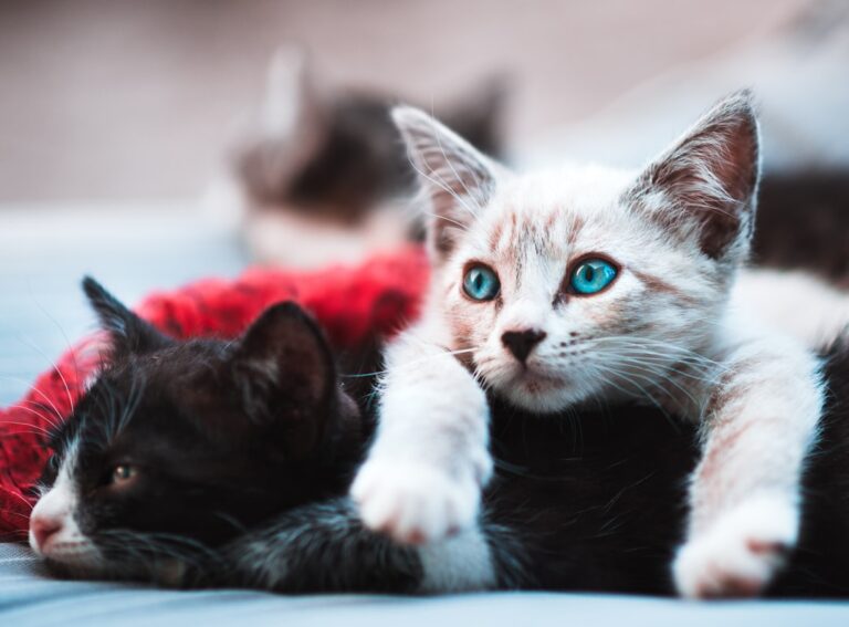 Junge Katzen beim Spielen während der Wachstumsphase
