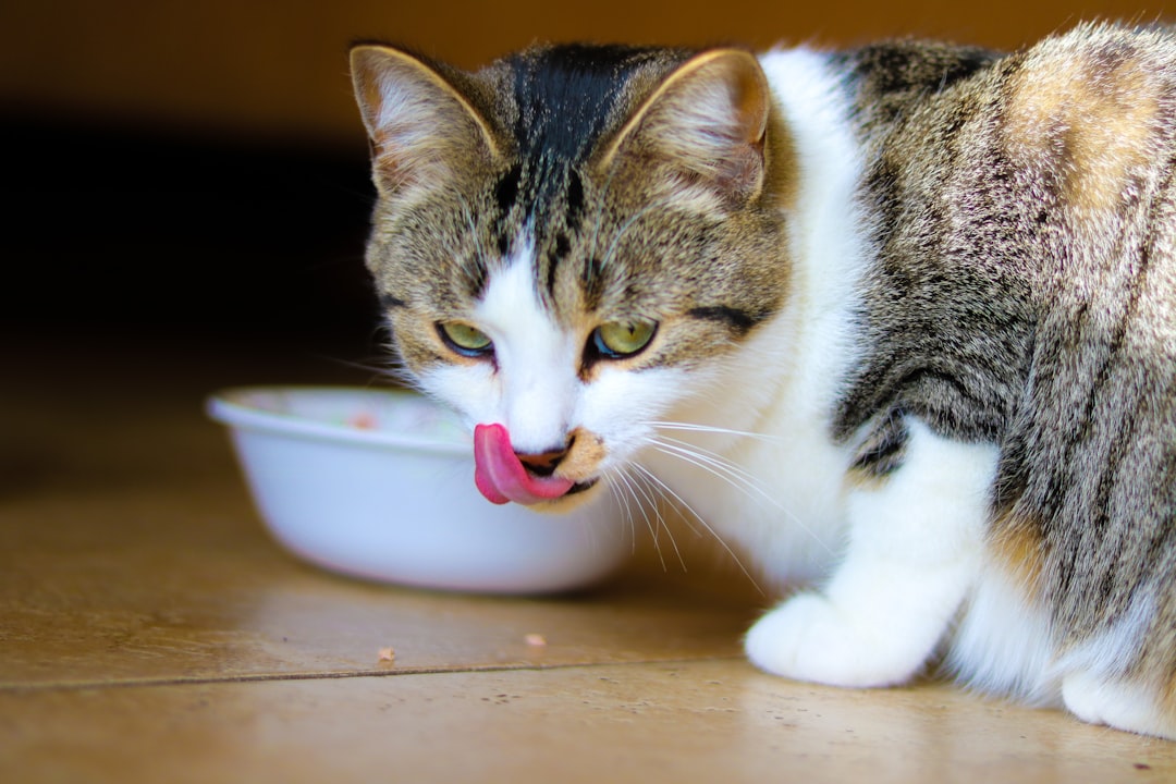 Katze bei der Fütterung – Auswahl von getreidefreiem Katzenfutter