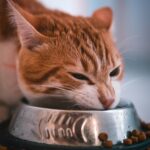 Katze frisst aus einem Futternapf – Nassfutter oder Trockenfutter für Katzen