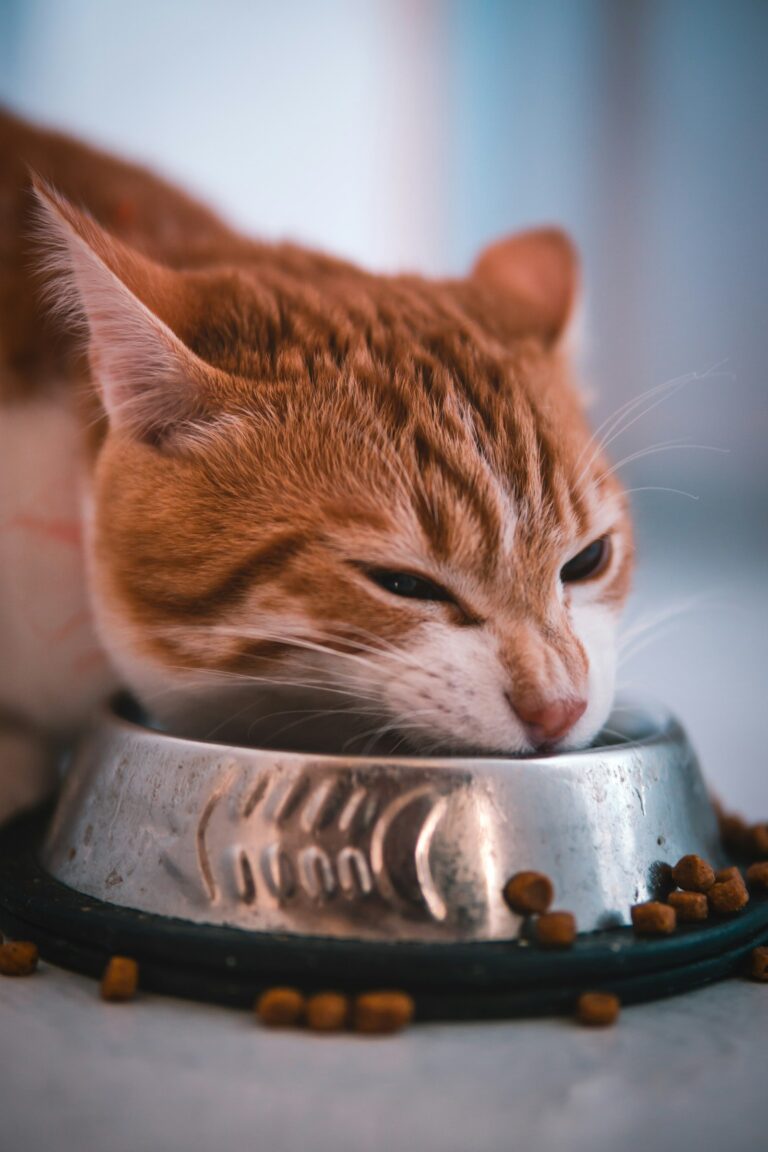 Katze frisst aus einem Futternapf – Nassfutter oder Trockenfutter für Katzen