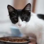Katze frisst Nassfutter aus einem Napf