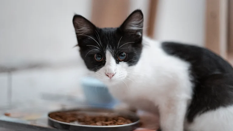 Katze frisst Nassfutter aus einem Napf