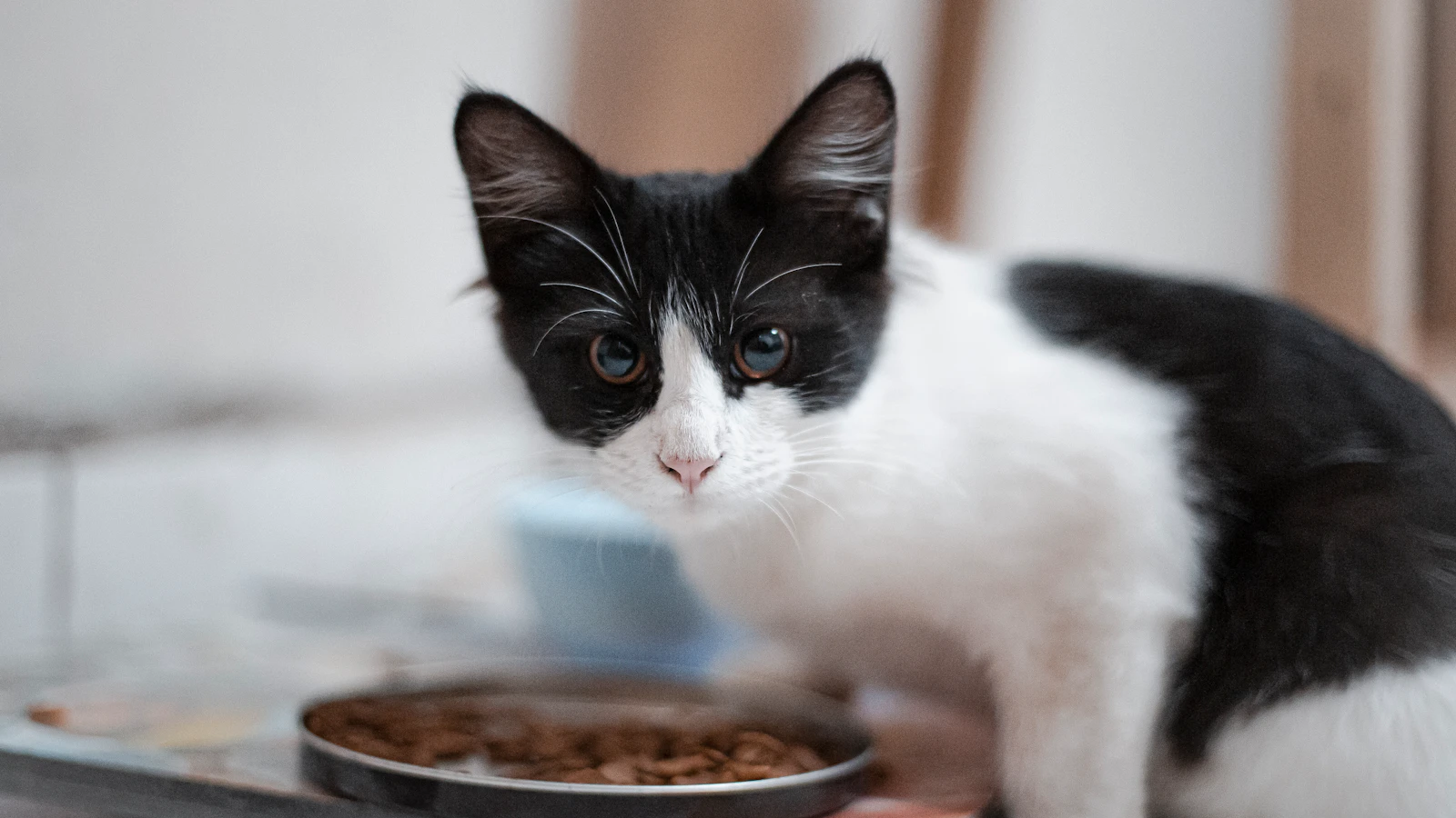 Katze beim Fressen von Nassfutter