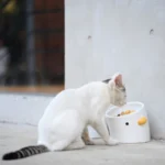 Katze beim Fressen – Erbrechen nach der Mahlzeit