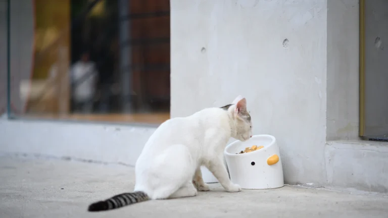Katze beim Fressen – Erbrechen nach der Mahlzeit