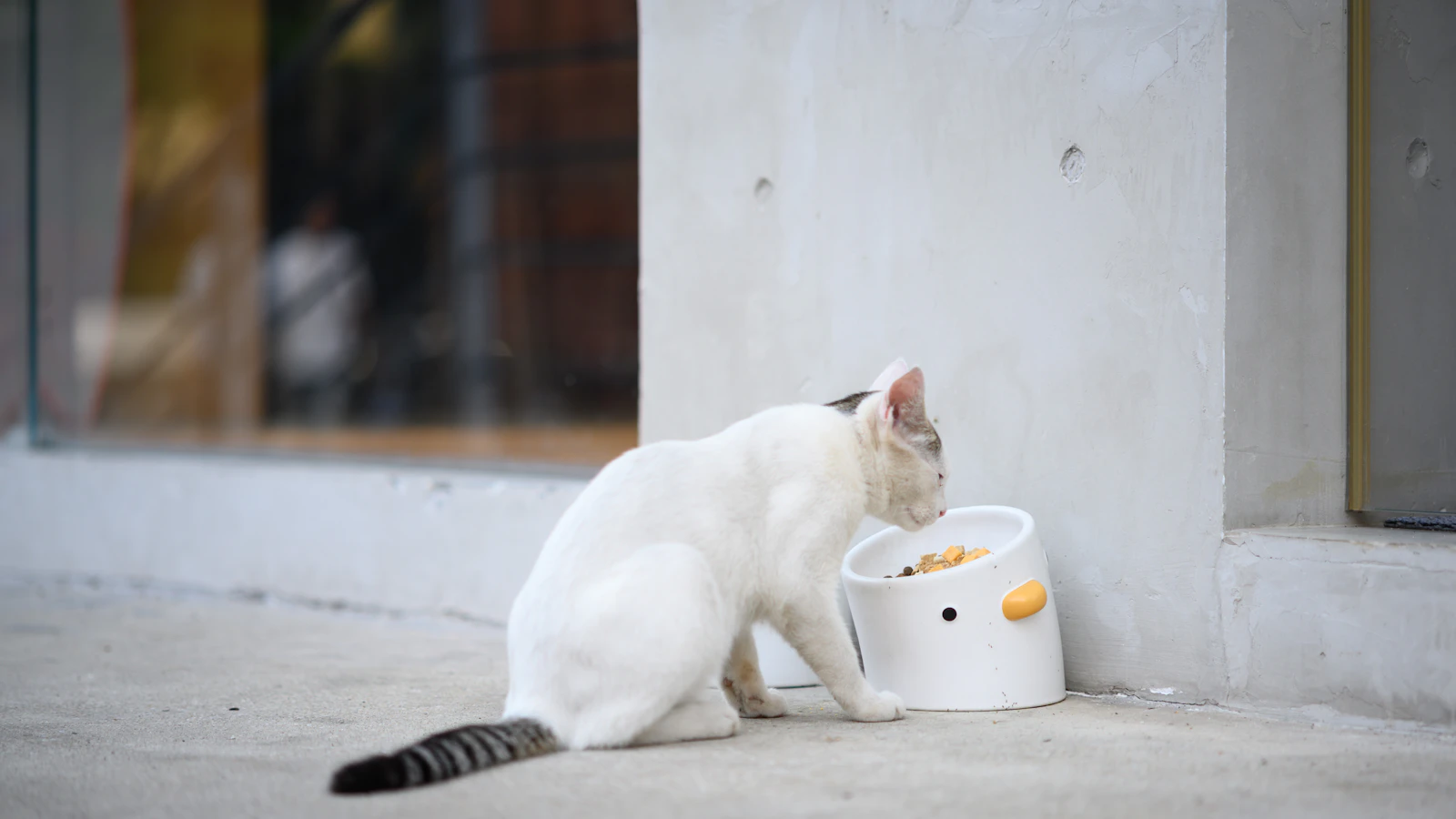 Katze beim Fressen – Erbrechen nach der Mahlzeit