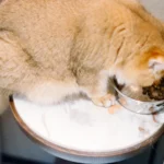 Katze am Napf – Appetitlosigkeit bei Katzen
