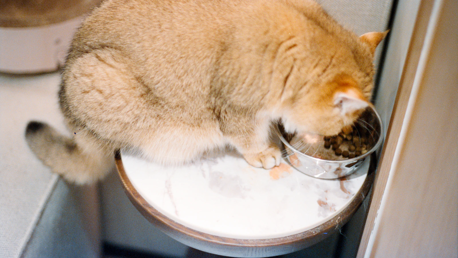 Katze am Napf – Appetitlosigkeit bei Katzen