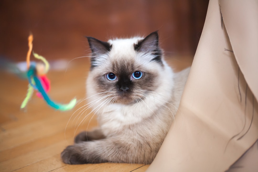 Katze in Bewegung bei spielerischer Gewichtskontrolle