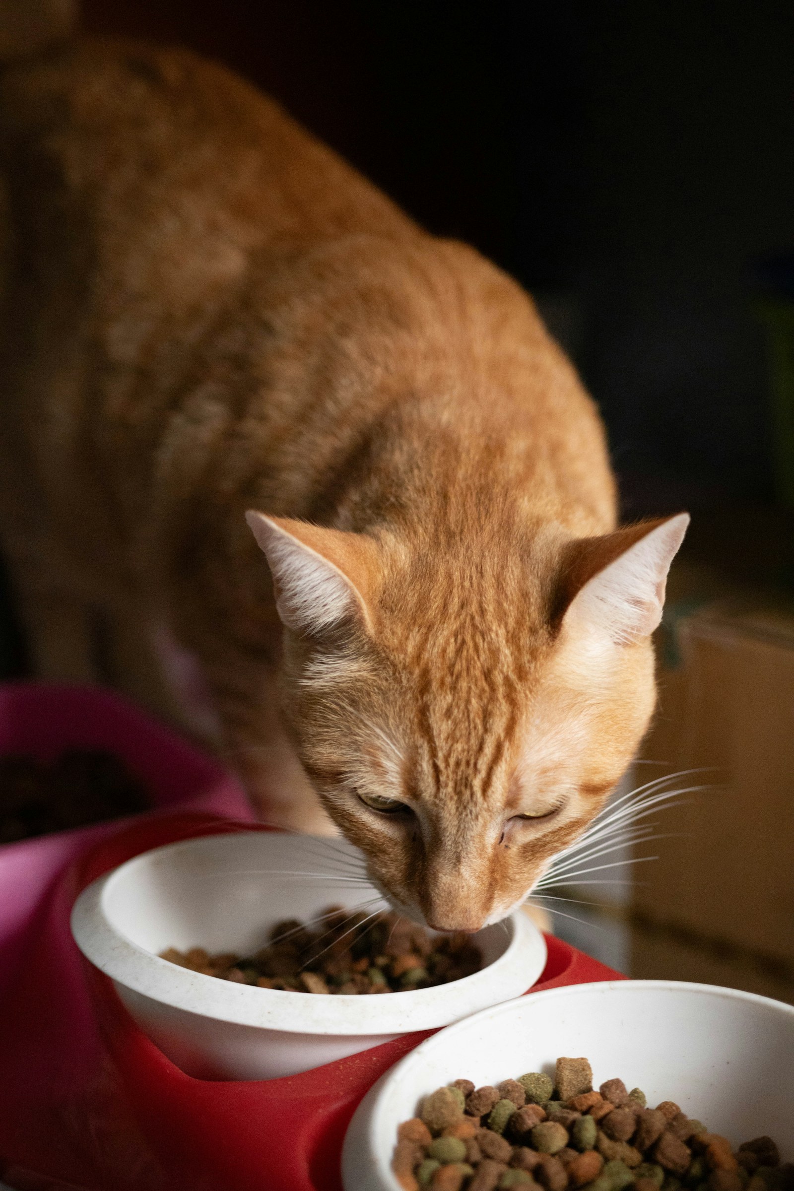 Katze frisst Trockenfutter aus einem Napf