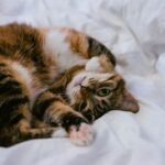 Katze zu Hause – Übergewicht bei Katzen kontrolliert reduzieren