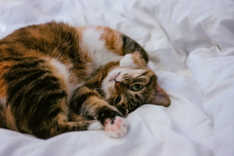 Katze zu Hause – Übergewicht bei Katzen kontrolliert reduzieren