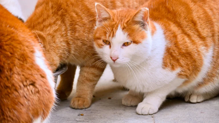 Katze am Futternapf – Mahlzeiten pro Tag