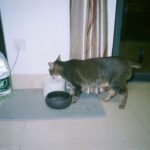 Katze trinkt Wasser bei Magen-Darm-Problemen