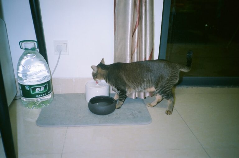 Katze trinkt Wasser bei Magen-Darm-Problemen