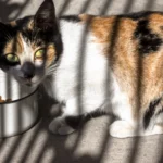 Katze – Flüssigkeitsaufnahme erhöhen