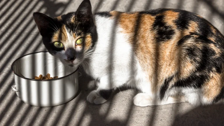 Katze – Flüssigkeitsaufnahme erhöhen