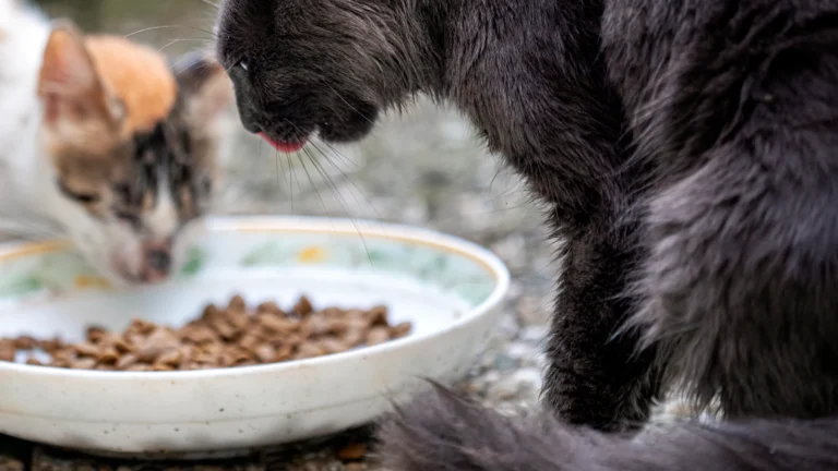 Katze beim Fressen – Katzenfutter bei Allergien