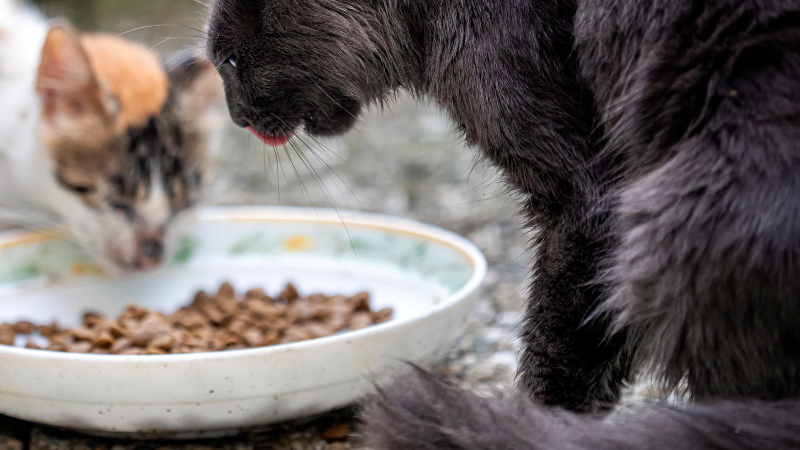Katze beim Fressen – Katzenfutter bei Allergien