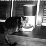 Katze – Fleischanteil im Katzenfutter