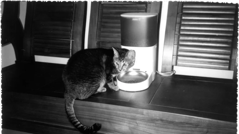 Katze – Fleischanteil im Katzenfutter