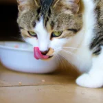 Katze am Futternapf – Katzenfutter richtig lagern und frisch halten